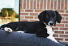 Lucas *Puppy*. New name: Captain