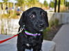 Lucy *Puppy*. New name: Charm