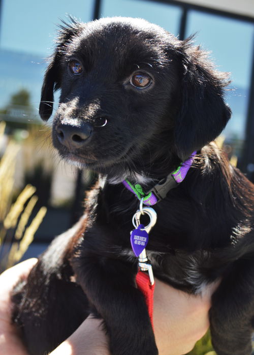 Lucy *Puppy*. New name: Charm