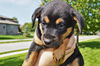 Lyla *Jasmine's Puppy*. New name: Laney