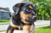 Lyla *Jasmine's Puppy*. New name: Laney