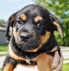 Lyla *Jasmine's Puppy*. New name: Laney