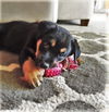 Lyla *Jasmine's Puppy*. New name: Laney