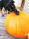 Lyla *Jasmine's Puppy*. New name: Laney