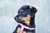 Lyla *Jasmine's Puppy*. New name: Laney