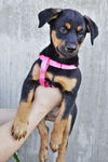 Lyla *Jasmine's Puppy*. New name: Laney