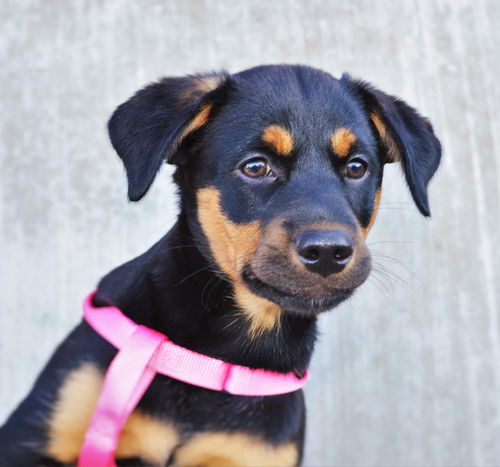 Lyla *Jasmine's Puppy*. New name: Laney