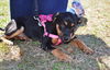 Lyla *Jasmine's Puppy*. New name: Laney