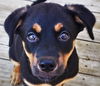 Lyla *Jasmine's Puppy*. New name: Laney