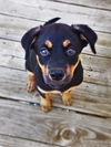 Lyla *Jasmine's Puppy*. New name: Laney