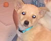 Bronn *Dani's Puppy*. New name: Clark
