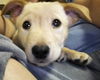 Bronn *Dani's Puppy*. New name: Clark