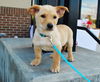 Bronn *Dani's Puppy*. New name: Clark