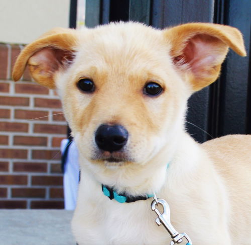 Bronn *Dani's Puppy*. New name: Clark