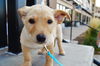 Bronn *Dani's Puppy*. New name: Clark