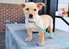 Bronn *Dani's Puppy*. New name: Clark