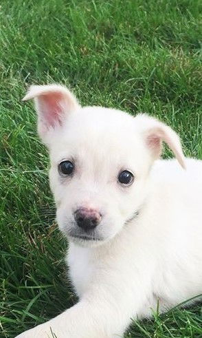 Dominic * Puppy - Litter of TEN. New name: Dakota
