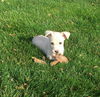 Dominic * Puppy - Litter of TEN. New name: Dakota