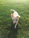 Dominic * Puppy - Litter of TEN. New name: Dakota