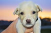 Dominic * Puppy - Litter of TEN. New name: Dakota