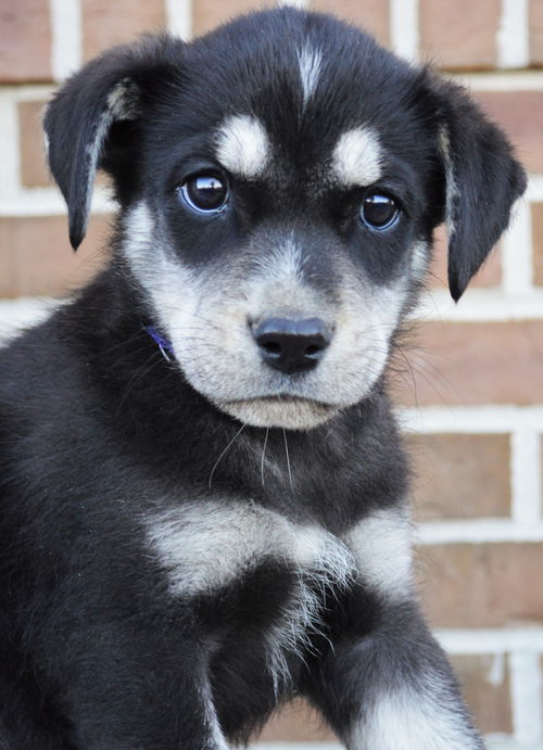 Boo *Puppy* Litter of TEN. New name: Zilbey