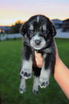 Boo *Puppy* Litter of TEN. New name: Zilbey