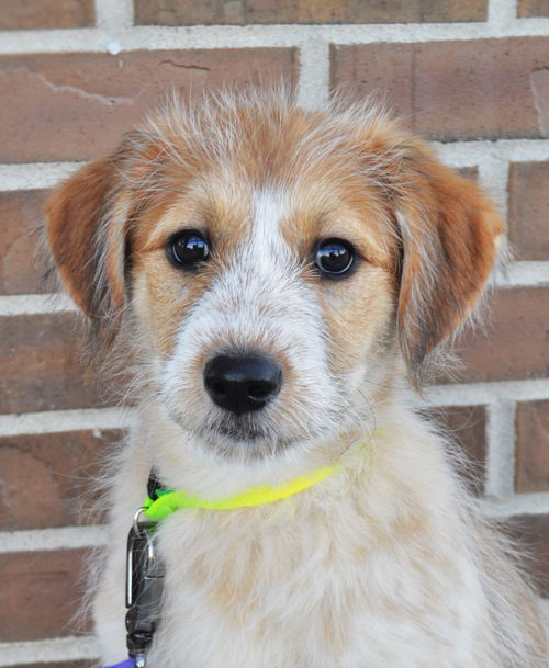 Dottie *Puppy*. New name: Luna Quinn