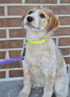 Dottie *Puppy*. New name: Luna Quinn