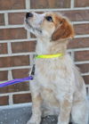 Dottie *Puppy*. New name: Luna Quinn