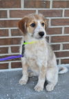 Dottie *Puppy*. New name: Luna Quinn