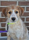 Dottie *Puppy*. New name: Luna Quinn