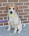 Dottie *Puppy*. New name: Luna Quinn