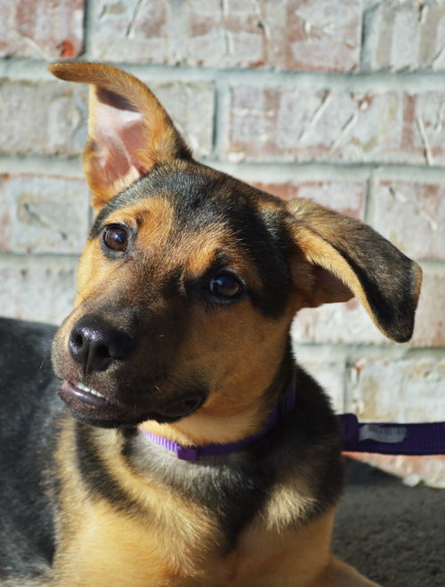 Luna *Luna/Tucker Litter* Puppy