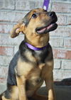 Luna *Luna/Tucker Litter* Puppy