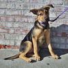 Luna *Luna/Tucker Litter* Puppy