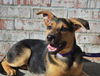 Luna *Luna/Tucker Litter* Puppy