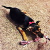 Luna *Luna/Tucker Litter* Puppy