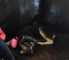 Luna *Luna/Tucker Litter* Puppy