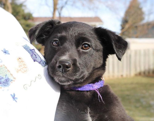 Joy *Chrissie's Puppy*