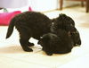 Forrest *Puppy* Onyx Litter