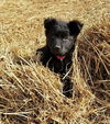 Maverick *Puppy* Onyx Litter