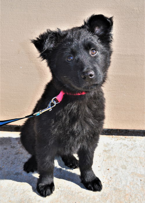 Maverick *Puppy* Onyx Litter