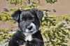 Emma *Puppy* Kolby Litter