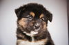 Dawson *Puppy* Denali Litter