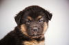 Sloan *Puppy* Denali Litter