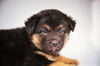 Sloan *Puppy* Denali Litter