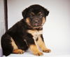 Sloan *Puppy* Denali Litter