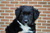 Lenix *Puppy* DeSoto Litter. New name: Grainger