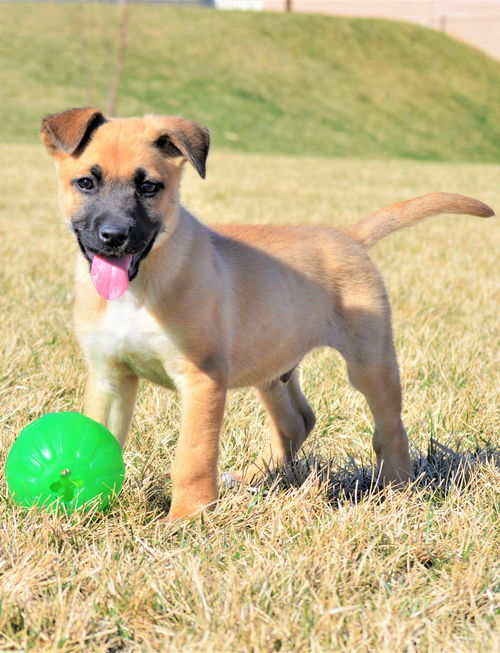 Bjorn *Puppy*. New name: Henry