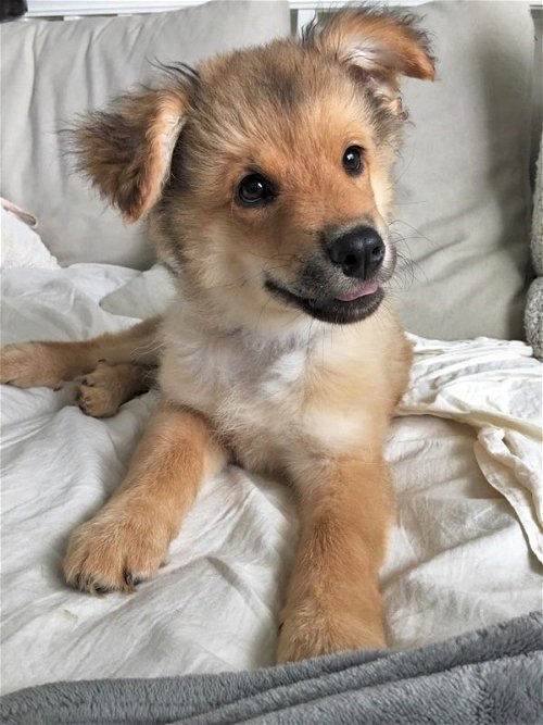 Baxter *Puppy*